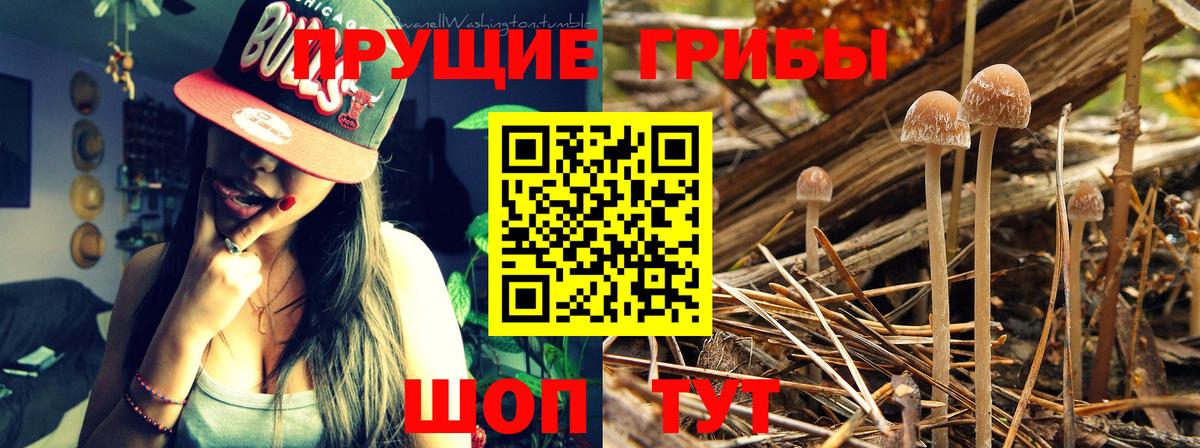 Псилоцибиновые грибы ЛСД Ставрополь